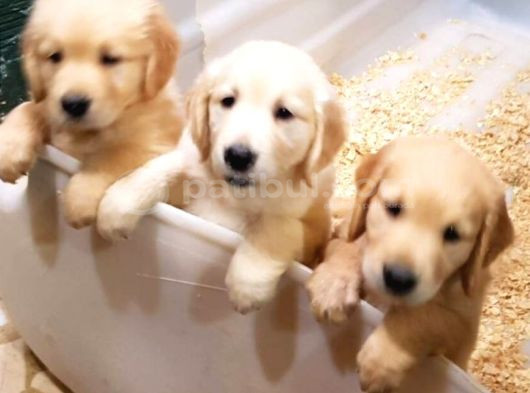 Güzel Surat Golden Dişi Erkek Yavrularımız