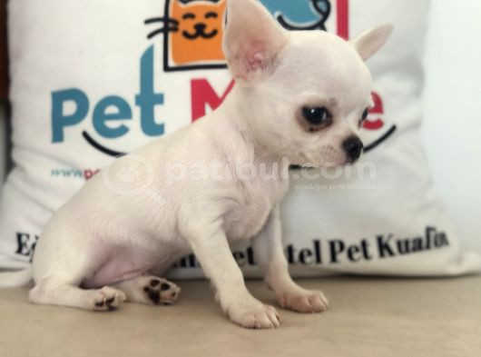 Petmode Köpek Çiftliğinden Tea Cup Chihuahua Yavrular görsel