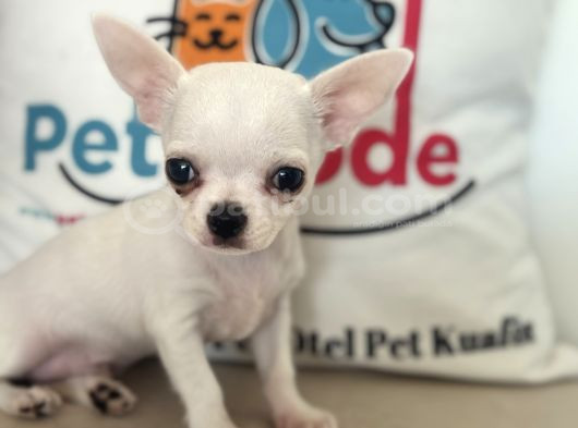 Petmode Köpek Çiftliğinden Tea Cup Chihuahua Yavrular görsel