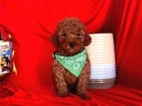 Aşili Toy Poodle Yavrularimizda Kampanya