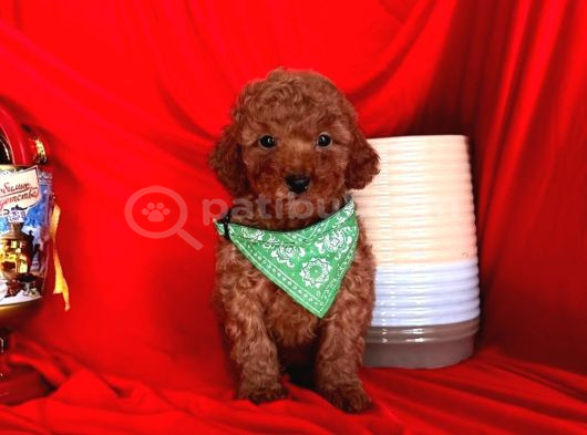 Aşili Toy Poodle Yavrularimizda Kampanya görsel