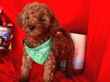 AŞILI TOY POODLE YAVRULARIMIZDA KAMPANYA