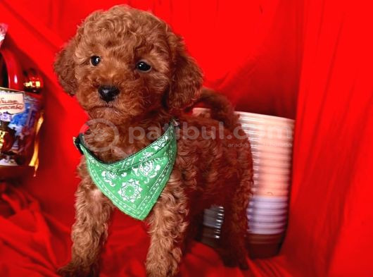 Aşili Toy Poodle Yavrularimizda Kampanya