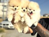 Teddy Face Anne Ve baba Yanından pomeranian yavrular