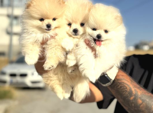 Teddy Face Anne Ve Baba Yanından Pomeranian Yavrular