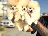 Teddy Face Anne Ve Baba Yanından Pomeranian Yavrular