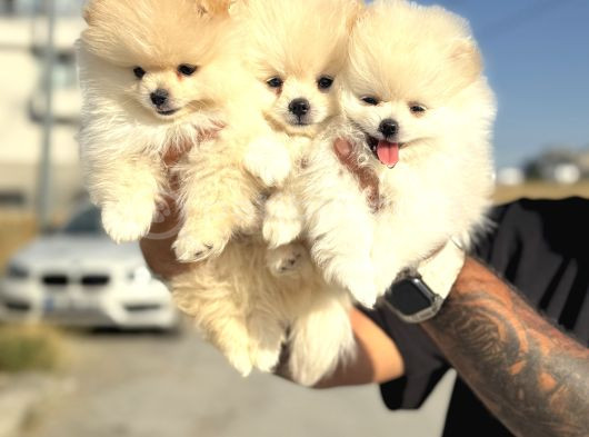 Teddy Face Anne Ve Baba Yanından Pomeranian Yavrular görsel
