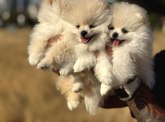 Teddy Face Anne Ve Baba Yanından Pomeranian Yavrular görsel
