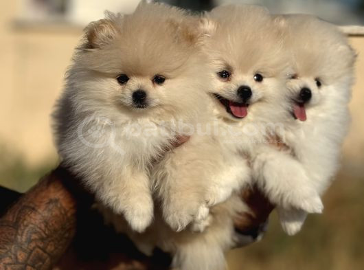 Teddy Face Anne Ve Baba Yanından Pomeranian Yavrular görsel