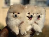 Teddy Face Anne Ve Baba Yanından Pomeranian Yavrular