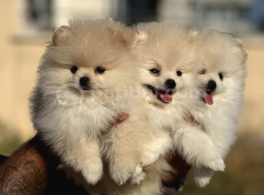 Teddy Face Anne Ve Baba Yanından Pomeranian Yavrular görsel