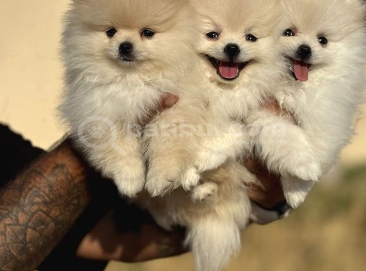 Teddy Face Anne Ve Baba Yanından Pomeranian Yavrular görsel