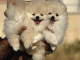 Teddy Face Anne Ve Baba Yanından Pomeranian Yavrular