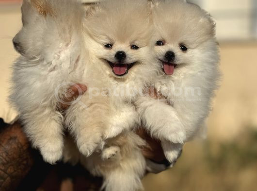 Teddy Face Anne Ve Baba Yanından Pomeranian Yavrular görsel