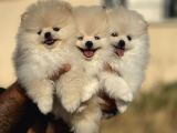 Teddy Face Anne Ve Baba Yanından Pomeranian Yavrular