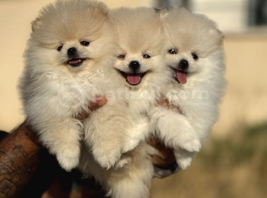 Teddy Face Anne Ve Baba Yanından Pomeranian Yavrular görsel