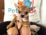 Petmode Köpek Çiftliğinden Tea Cup Chihuahua Yavrular
