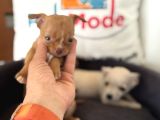 Petmode Köpek Çiftliğinden Tea Cup Chihuahua Yavrular