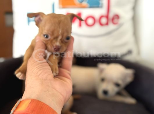 Petmode Köpek Çiftliğinden Tea Cup Chihuahua Yavrular görsel