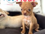 Petmode Köpek Çiftliğinden Tea Cup Chihuahua Yavrular