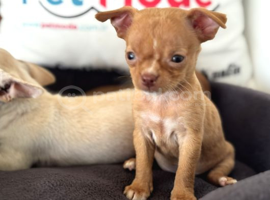 Petmode Köpek Çiftliğinden Tea Cup Chihuahua Yavrular görsel