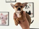 Petmode Köpek Çiftliğinden Tea Cup Chihuahua Yavrular