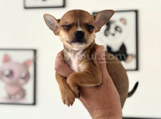 Petmode Köpek Çiftliğinden Tea Cup Chihuahua Yavrular görsel