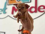 Petmode Köpek Çiftliğinden Tea Cup Chihuahua Yavrular