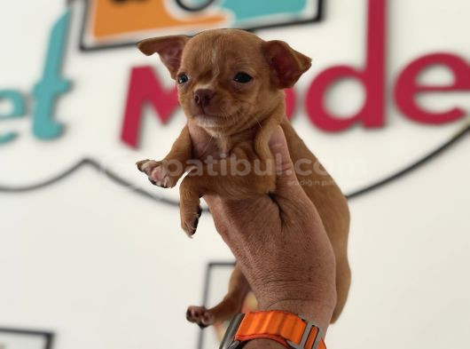 Petmode Köpek Çiftliğinden Tea Cup Chihuahua Yavrular görsel