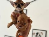 Petmode Köpek Çiftliğinden Tea Cup Chihuahua Yavrular