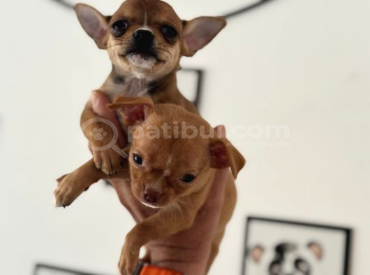 Petmode Köpek Çiftliğinden Tea Cup Chihuahua Yavrular görsel