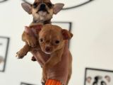 Petmode Köpek Çiftliğinden Tea Cup Chihuahua Yavrular
