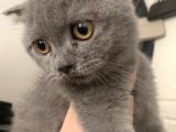 Yavru Scottish Fold