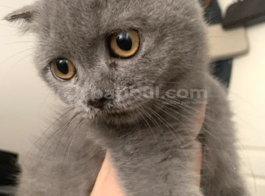 Yavru Scottish Fold