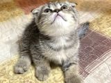 Dişi scottish fold 2 aylık