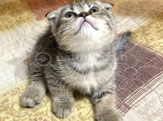Dişi Scottish Fold 2 Aylık