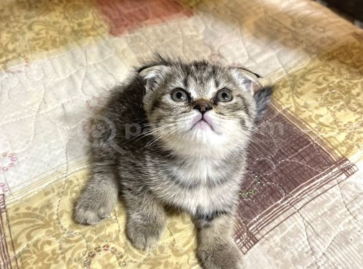 Dişi Scottish Fold 2 Aylık görsel