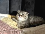 Dişi Scottish Fold 2 Aylık
