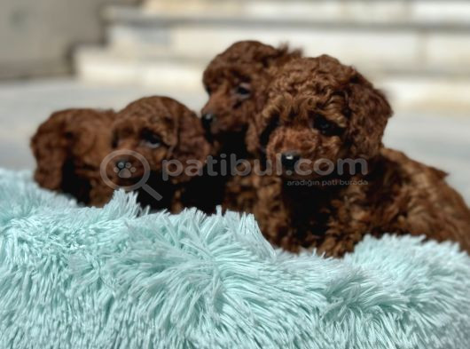 Ankaranın Yasal Üretim Çiftliği Petmode Den Kore Toy Poodle görsel