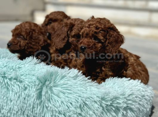 Ankaranın Yasal Üretim Çiftliği Petmode Den Kore Toy Poodle görsel