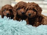 Ankaranın Yasal Üretim Çiftliği Petmode Den Kore Toy Poodle