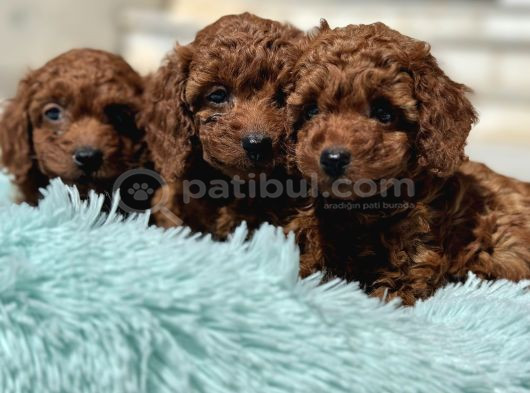 Ankaranın Yasal Üretim Çiftliği Petmode Den Kore Toy Poodle görsel