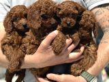 Ankaranın Yasal Üretim Çiftliği Petmode Den Kore Toy Poodle