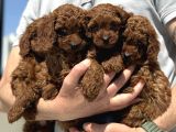 Ankaranın yasal üretim çiftliği petmode den kore toy poodle