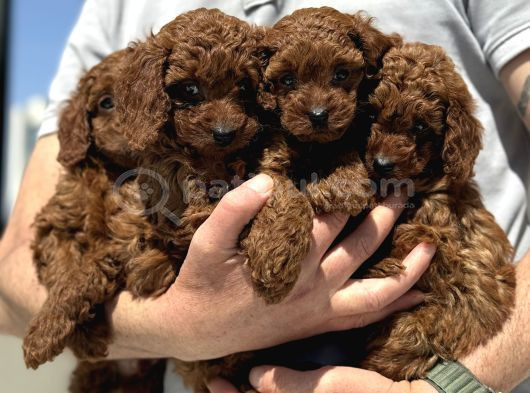 Ankaranın yasal üretim çiftliği petmode den kore toy poodle