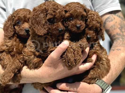 Ankaranın Yasal Üretim Çiftliği Petmode Den Kore Toy Poodle görsel