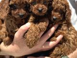 Ankaranın Yasal Üretim Çiftliği Petmode Den Kore Toy Poodle