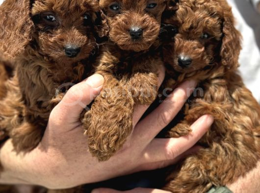 Ankaranın Yasal Üretim Çiftliği Petmode Den Kore Toy Poodle görsel