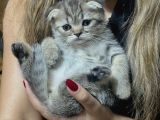 scottish fold dişi 2 aylık