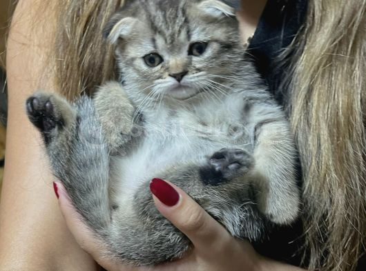 Scottish Fold Dişi 2 Aylık